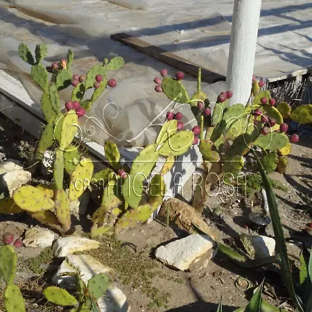 Casa Angela Rosa * קרוביניו